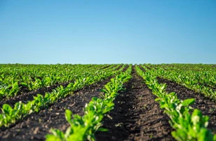 Attune Agriculture получила регистрацию Агентства по охране окружающей среды ...