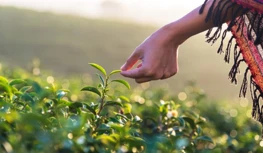 CropLife India требует пятилетней защиты данных и предупреждает об ограничени...